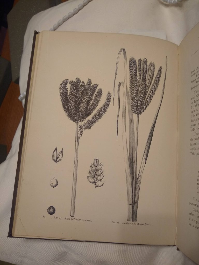 Photograph of a a page from Food-Grains of India, showing two woodcut illustrations of the ragi or finger-millet plant, a cereal crop with a long stem and small seeds in numerous ears at the top.